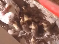 Ducks — Foto 2