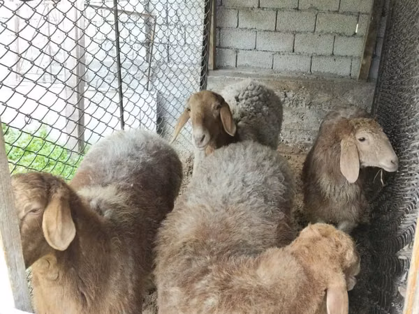 羊（ロット、性別未指定）, 羊