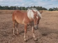 Kůň, Koně — foto 3