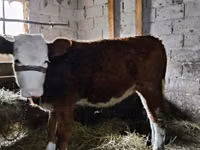 गाय, Swiss cattle — फ़ोटो 1