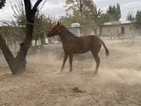 ცხენი, ცხენები — ფოტო 1