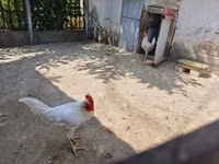Leghorn — ფოტო 2