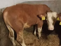 Bull, Simmental cattle — photo 1