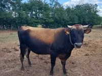 Touro, Raça Jersey — foto 3