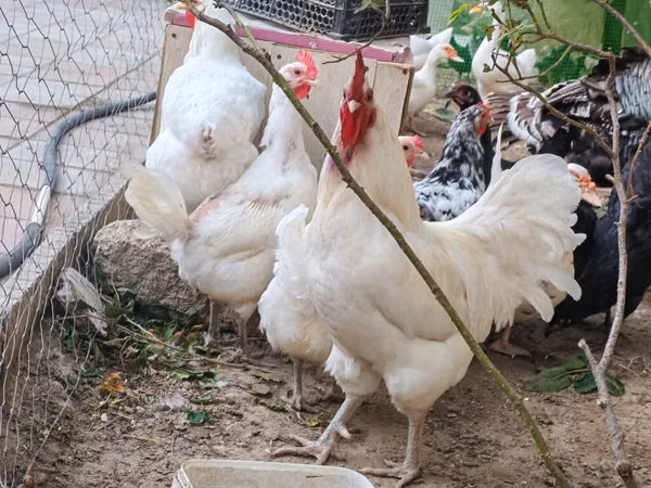 Chickens