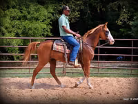 Aygır, American paint horse — foto 7
