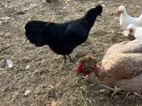 Chickens — ფოტო 4