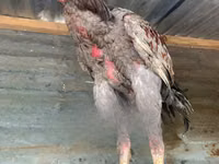 Shamo chickens — foto 1