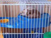 Hamster üçün tam dəst qəfəs Ağ və boz rəngli sevimli xamyaklardır — foto 1
