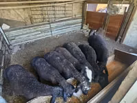 Койлор (партия, жынысы көрсөтүлгөн эмес), Койлор — сүрөт 3