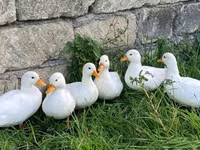 Ducks — Foto 2