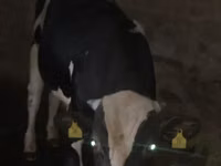 Buğa, Russian Black pied cattle — foto 3
