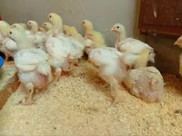 Chickens — फ़ोटो 4