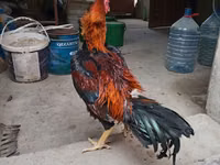 Chickens — foto 5