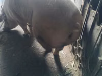 Sow, Pigs — photo 1