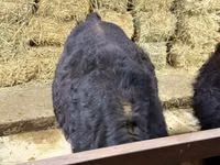 Bulle, Simmental cattle — Foto 8