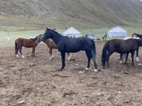 Cheval, Russian Don — photo 1