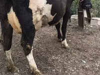 Sigir, Russian Black pied cattle — 5-rasm