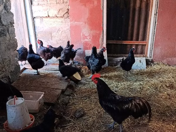 Chickens