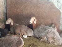 Koyun, Afghan Arabi sheep — foto 4