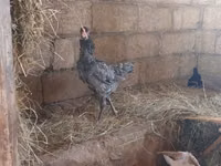 Australorp — Foto 5