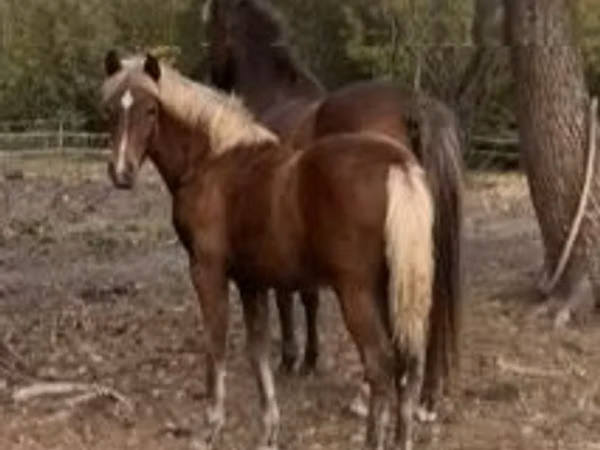 Égua, Haflinger
