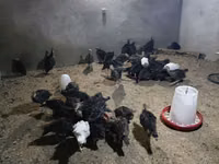 Turkeys — foto 5