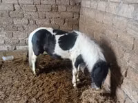 حصان, Miniature horse — الصورة 3