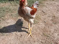 Chickens — الصورة 1