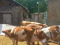 雄牛, Simmental cattle — 写真 2