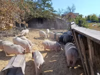 Boar — photo 2
