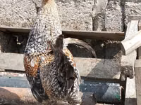 Chickens — foto 2