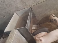 Խոզի կերամաներ բունկեր — foto 3