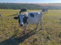 Vache, Simmental cattle — photo 5