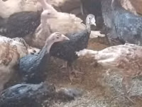 Turkeys — foto 2