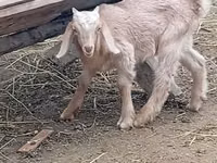 تيس, Damask goat — الصورة 2