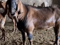 Oğlak, Nubian Goat — foto 7
