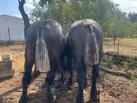 Hengst, Percheron — Foto 8