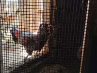Chickens — foto 2