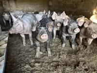 Sow, Pigs — photo 2