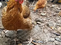Gallinas Shamo — foto 3