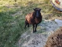 Qoyun, Ouessant sheep — foto 6