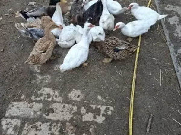 Ducks