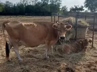 Vaca, Raça Jersey — foto 1
