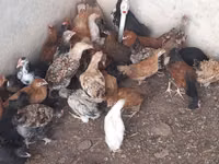 Chickens — ფოტო 1