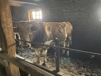 Toro, Simmental cattle — foto 1