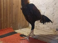 Chickens — foto 4