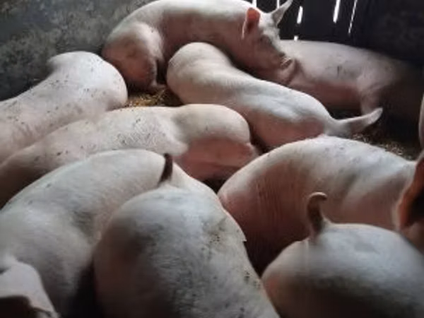 Sow, Pigs