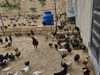 Chickens — Foto 2