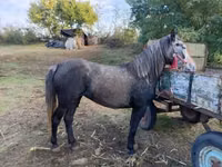 母马, Horses — 照片 4